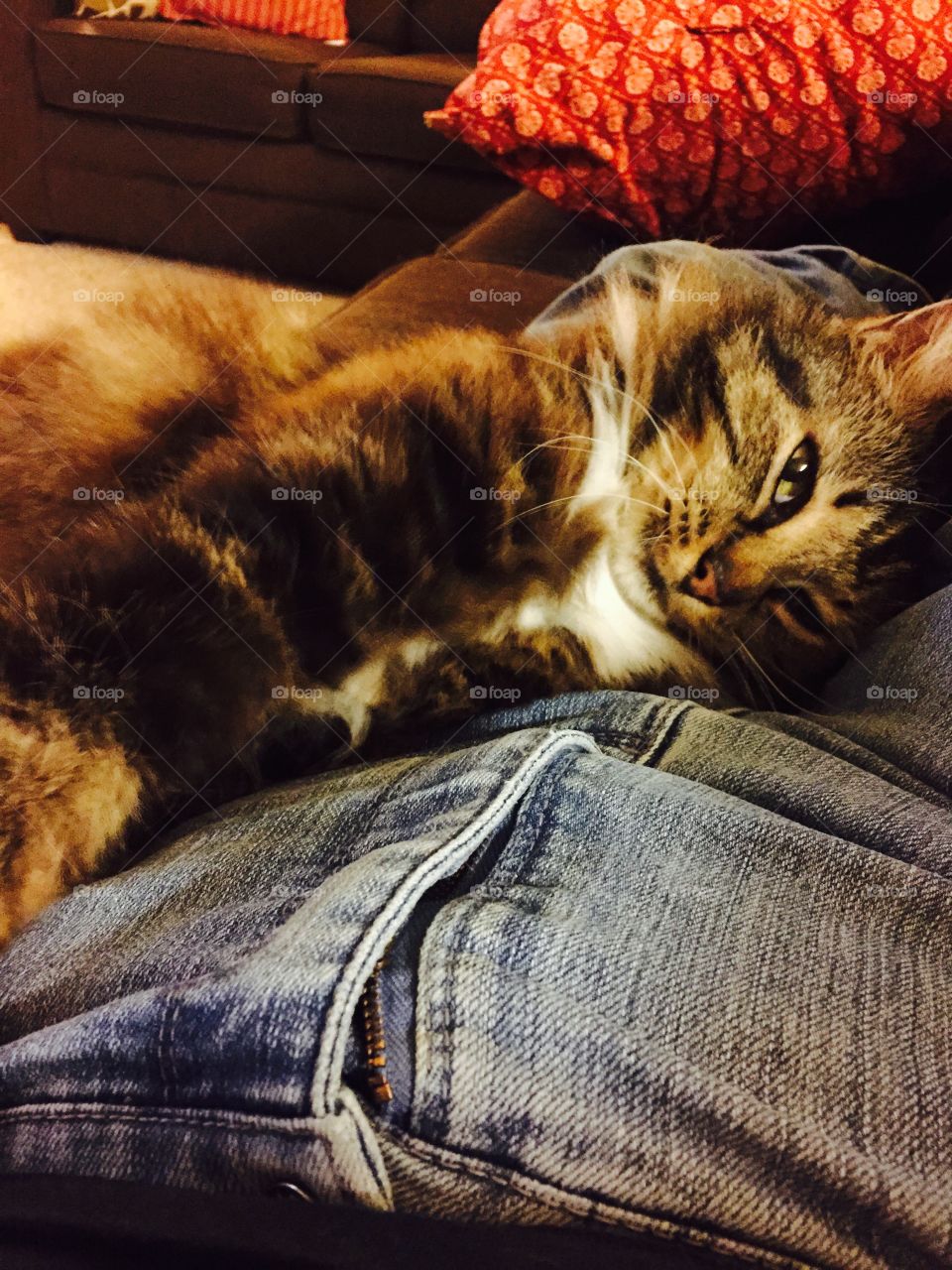 Our beautiful long haired multi colored cat named “Patches• lying contentedly on my lap, snoozing. 