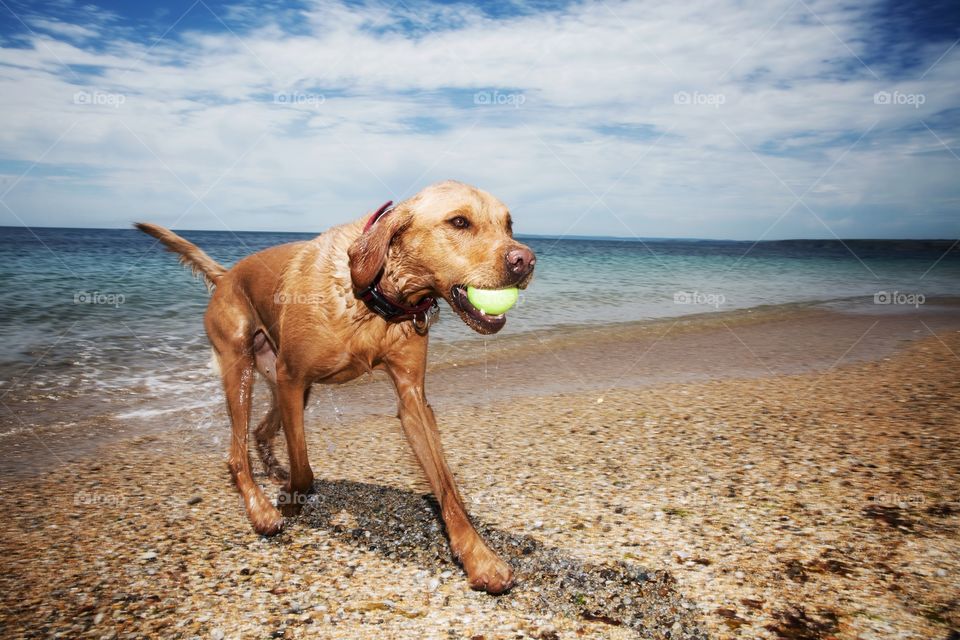 A Labrador retriever dog running out of the ocean and on a beach  after fetching a tennis ball in it’s mouth 