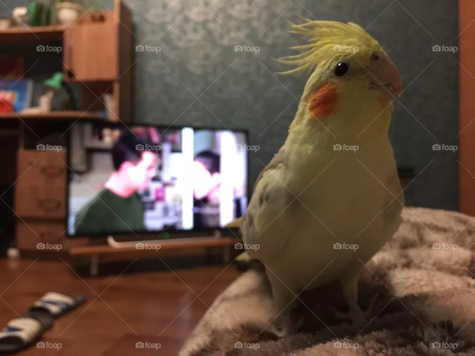 Parrot 