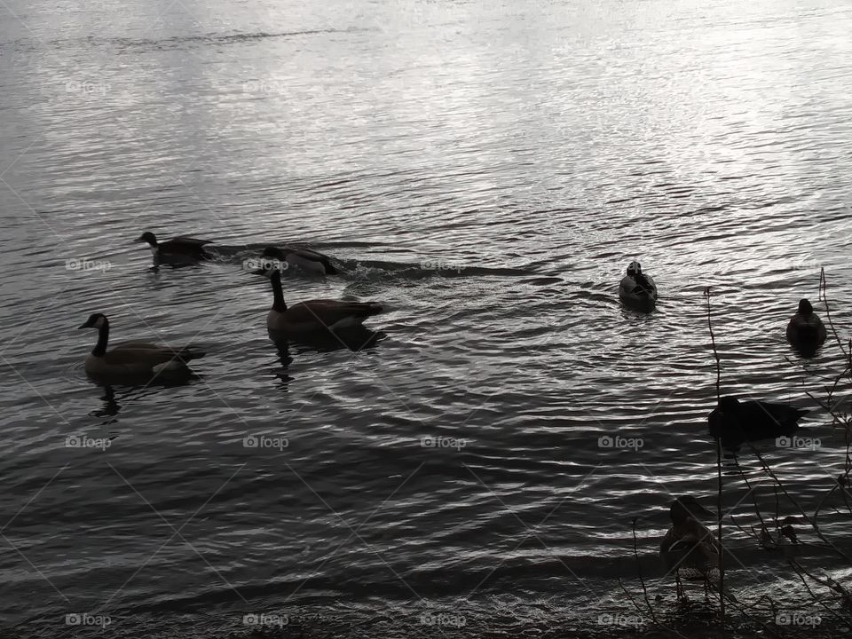 ducks and geese