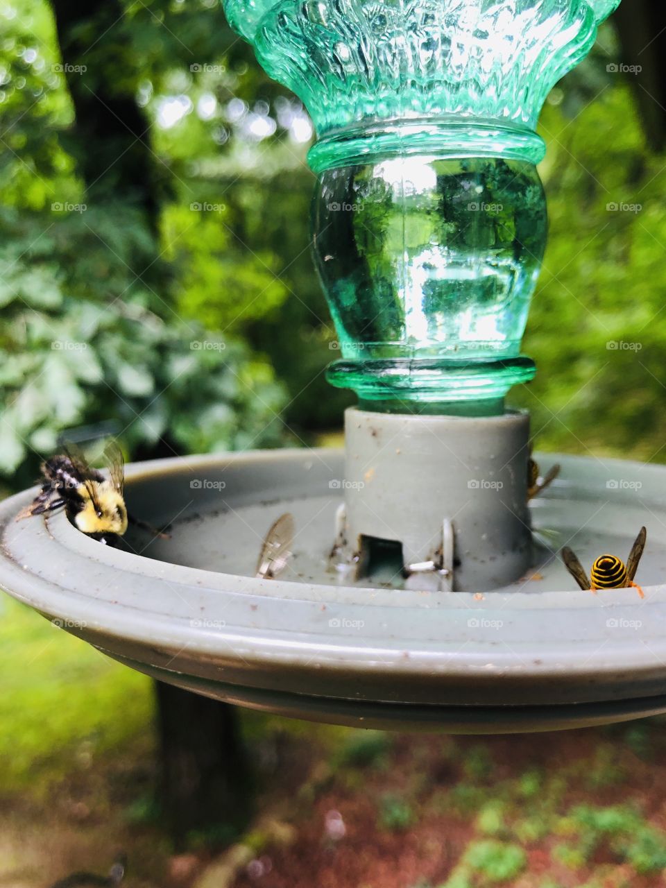 Bees taking advantage of hummingbird feeder and falling in