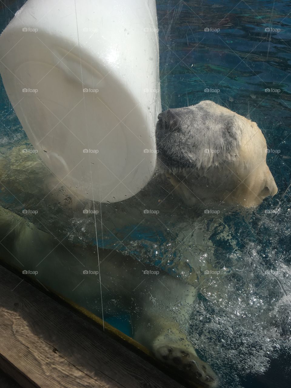 A happy polar bear with his toy