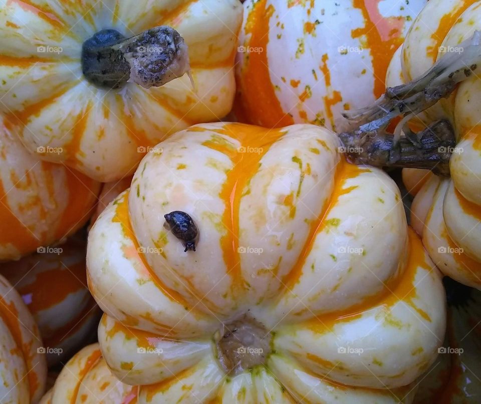 Tiny pumpkins