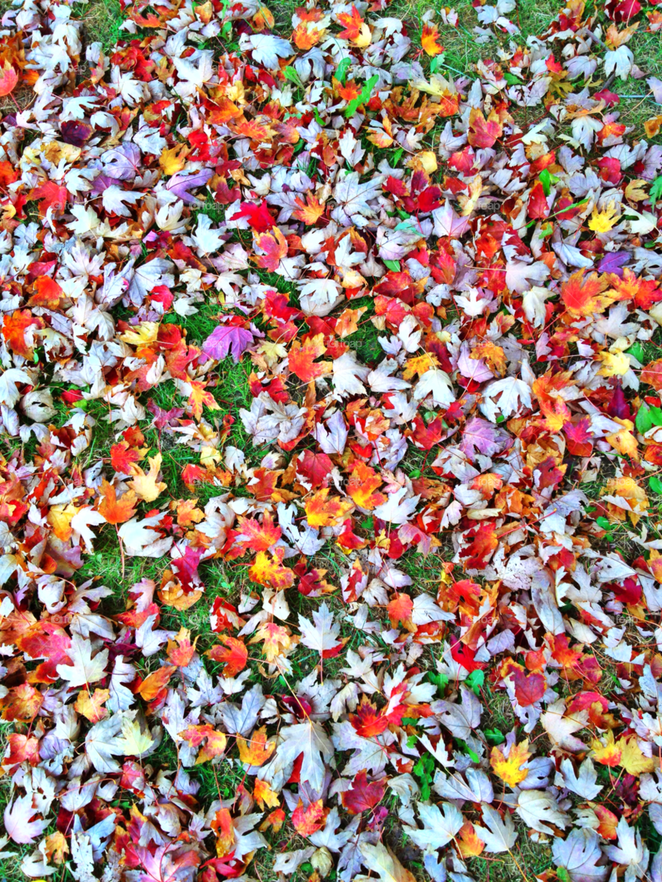 mississauga ground leaves colorful by michael_aldsworth
