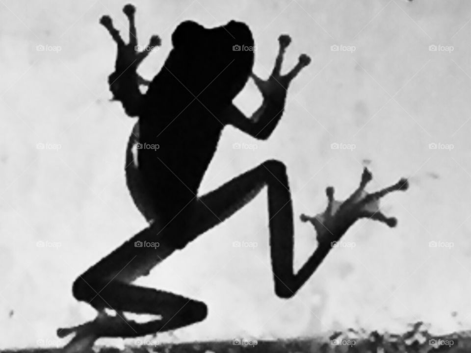 Silhouette of a frog