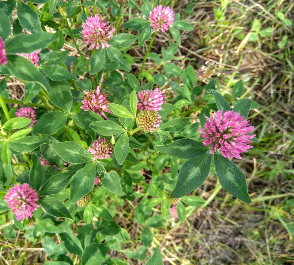 pink clover and green leaves growing in the park summer time