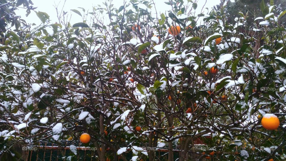 A manderin tree full of snow in a garden of the Italian island of Ischia