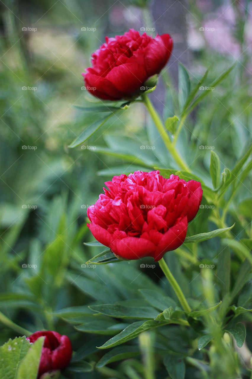 Big & beautiful flowers -  Red Peony Garden with Greenery Bokeh 