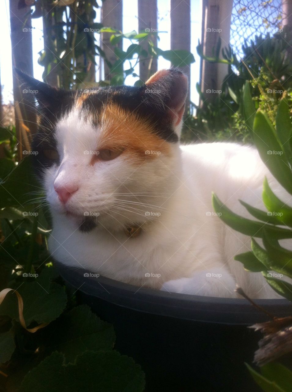 Cuci in the flowerpot