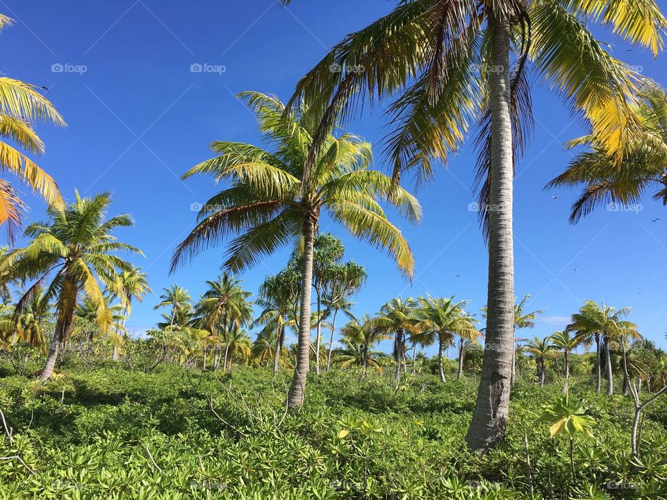 Cocoteraie - Ahe, Tuamotu, French polynesia