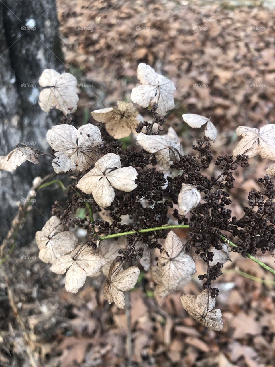Dried wild hydrangea 
