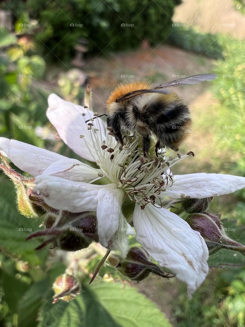 Bee