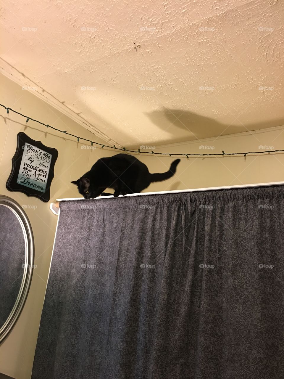 Cat on a wardrobe.