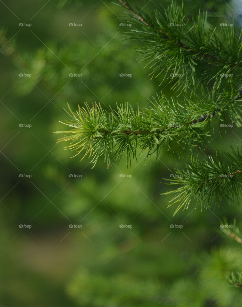 The fir tree spread its soft green needles. Photo of fir trees in summer.Background of fir branches.