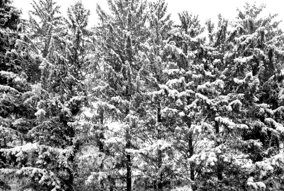 Evergreen in winter snow