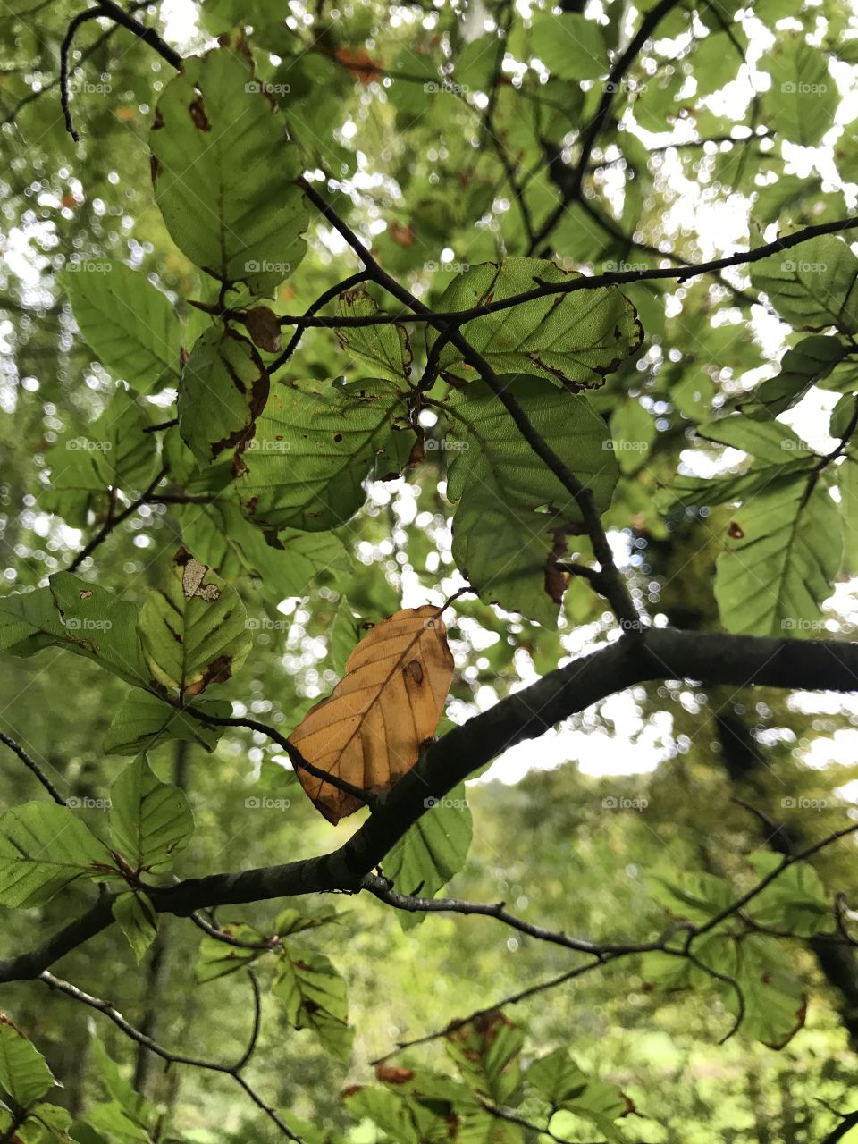 Dägimoos Swiss Forest 