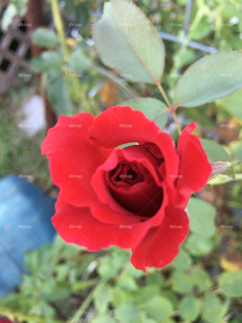 Rose bud 