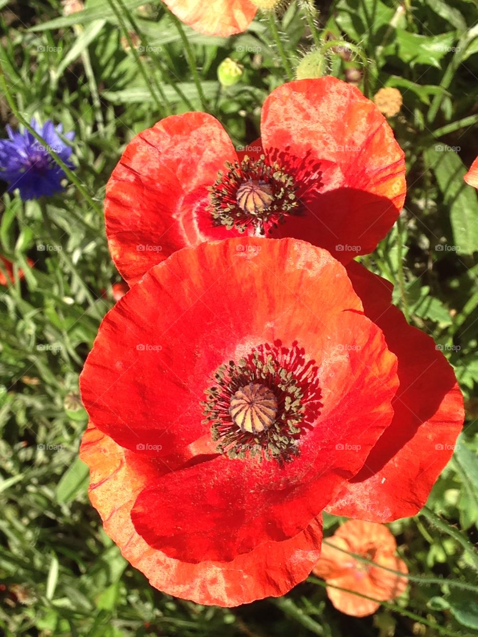 Red poppies