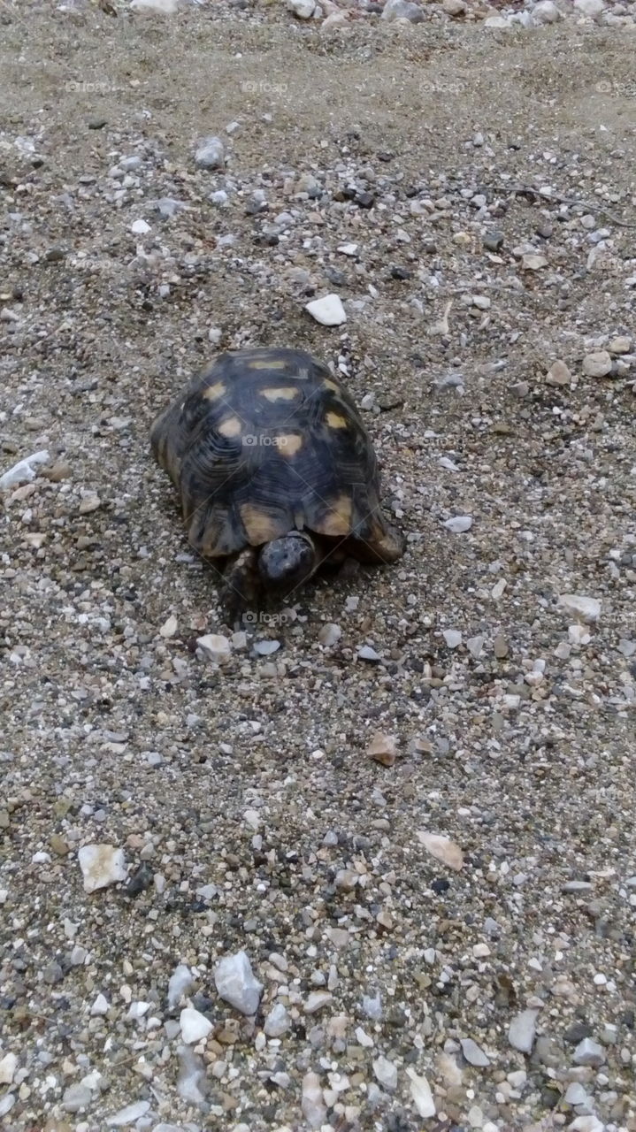 here is a little friend i found recently on the bautifull mountains of Greece while doing some hiking on a rainy day!! he is very speedy trust me!!