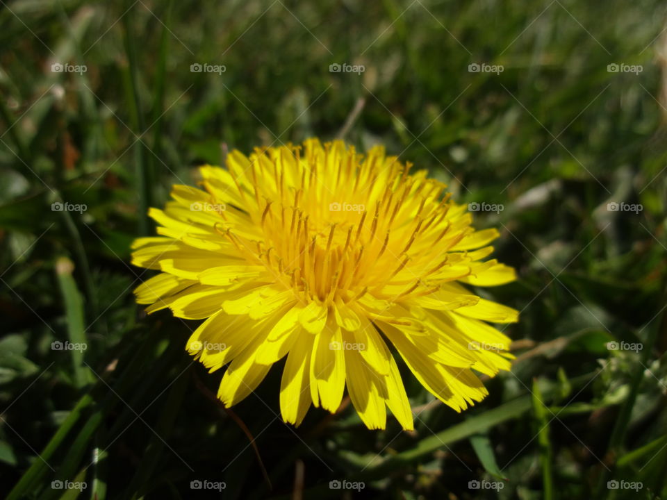 dandelion in macro