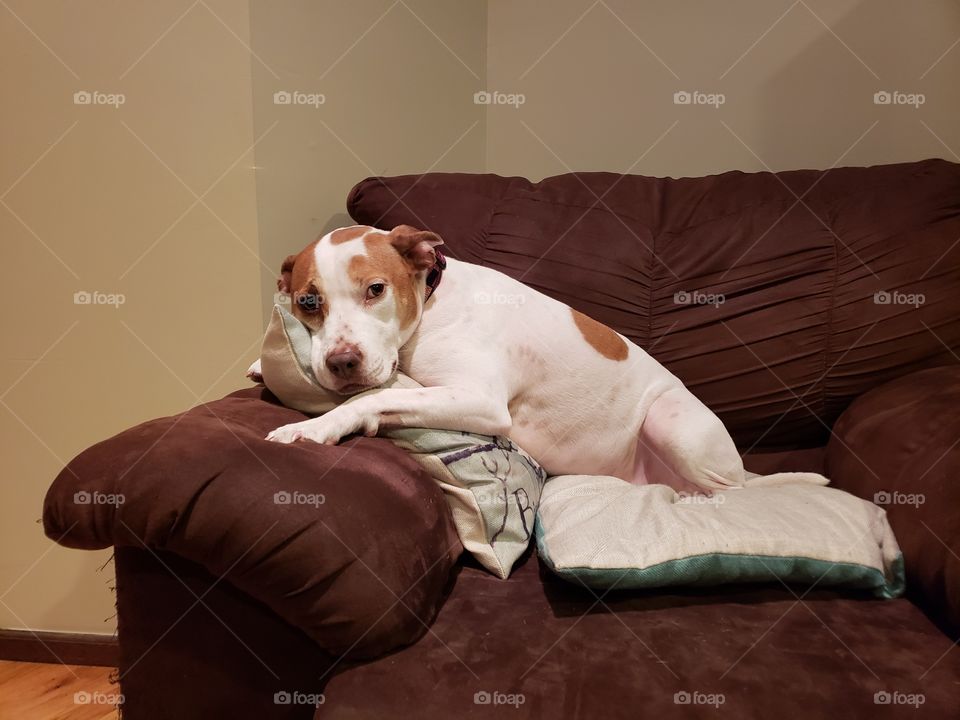 dog lying on pillows