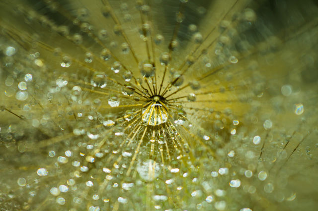 Dewdrops on a dandelion close-up