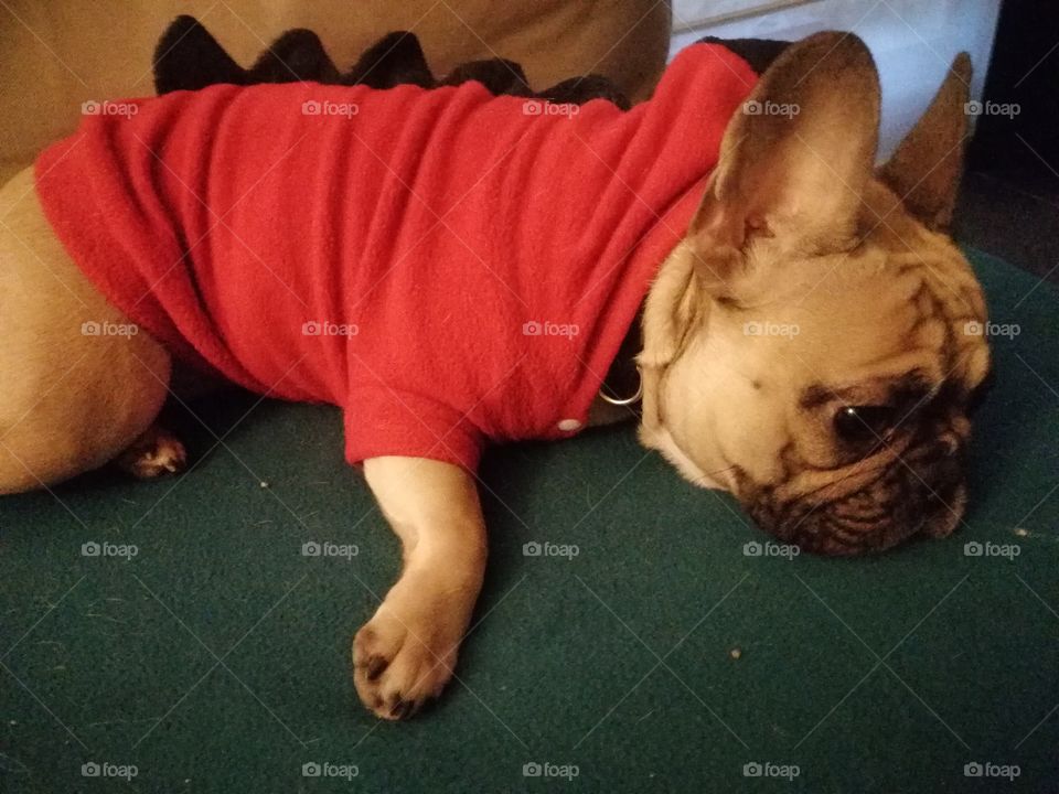 Sad Frenchie wearing dragon blanket