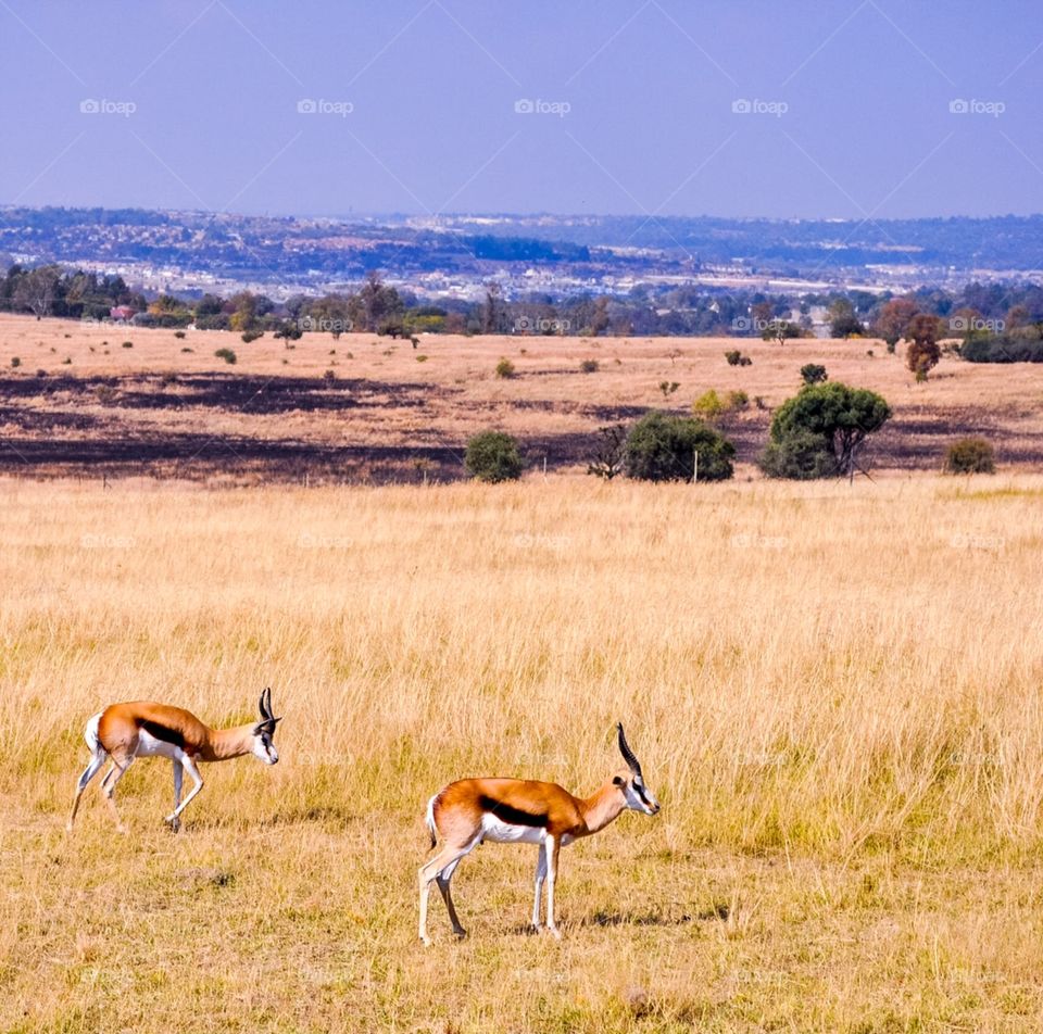Spring Bok