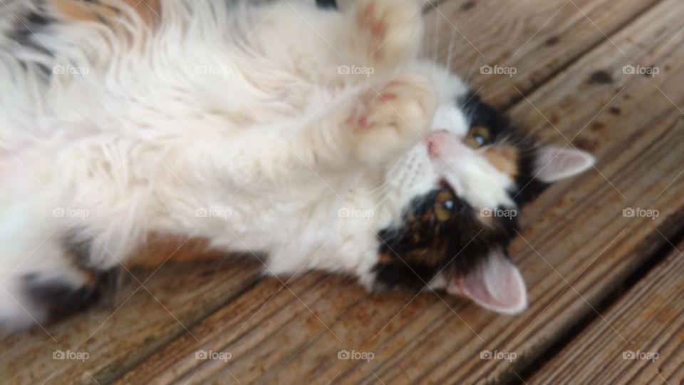 Calico cat laying on back