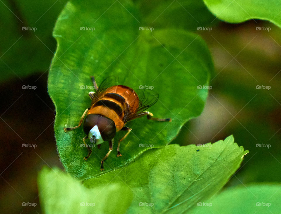 Honey bee  - closeup  - leaf surface