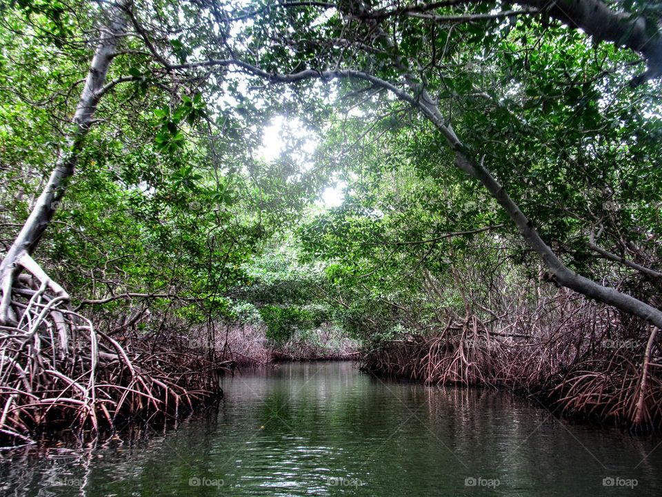 a natural tunnel mangrove