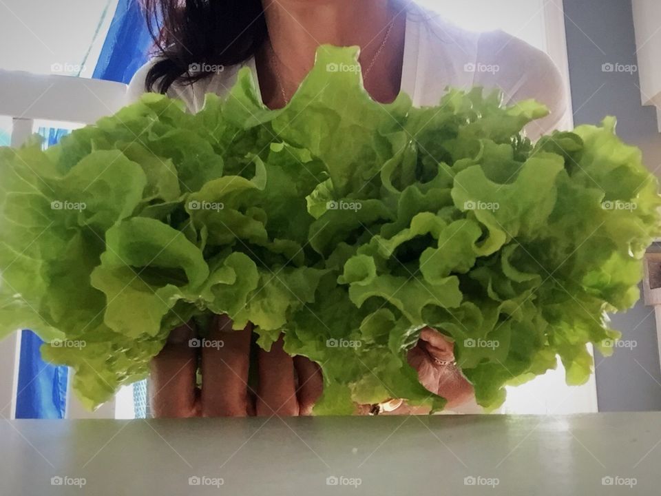 Freshly picked lettuce 