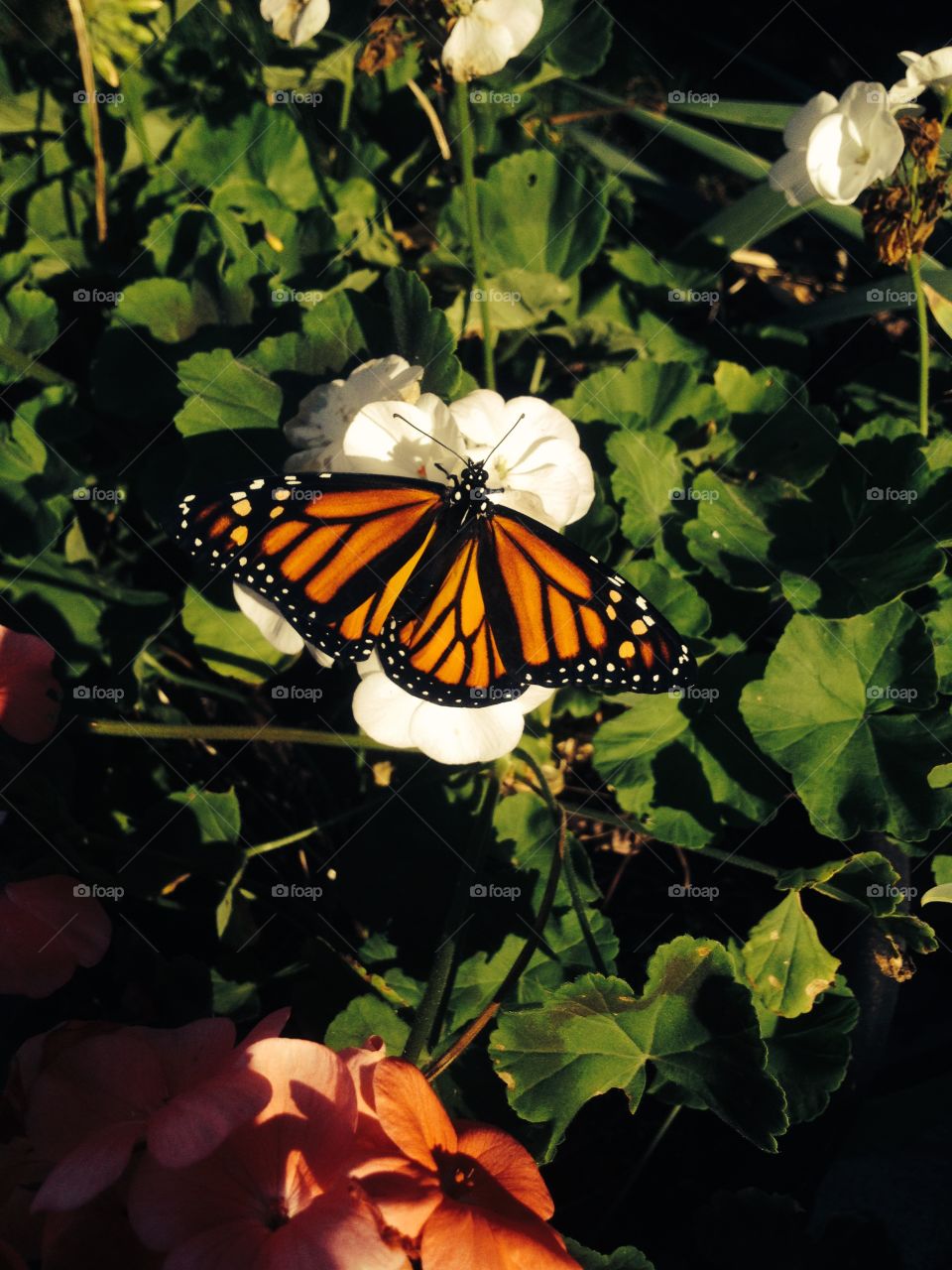 Monarch. Monarch butterfly on a flower