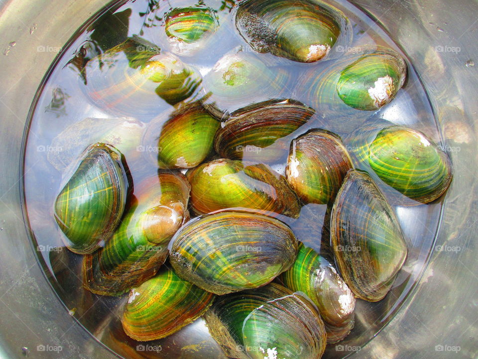 High angle view of seashells