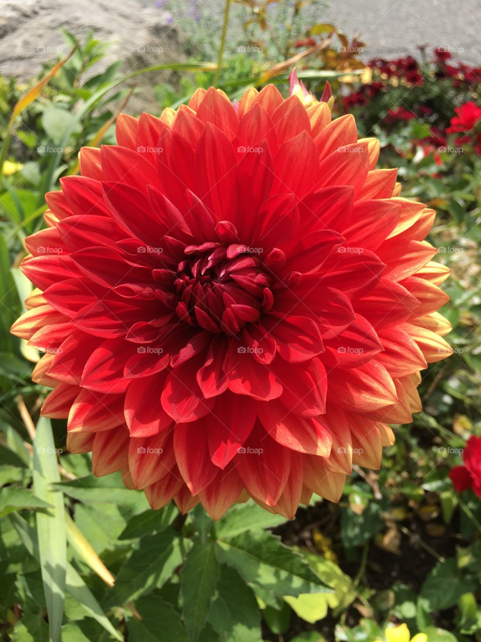 Giant red dahlia