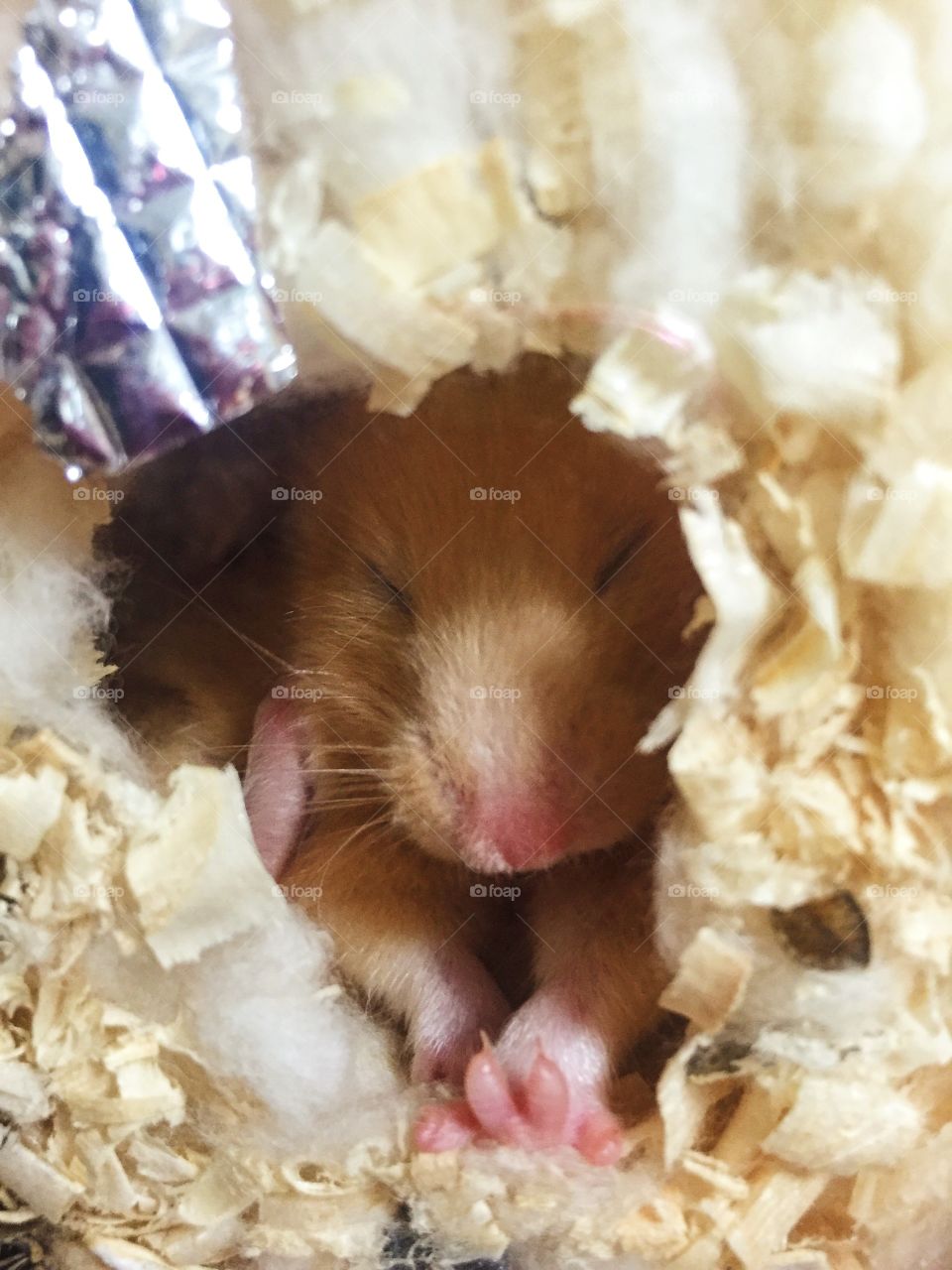 my little hamster sleeping
