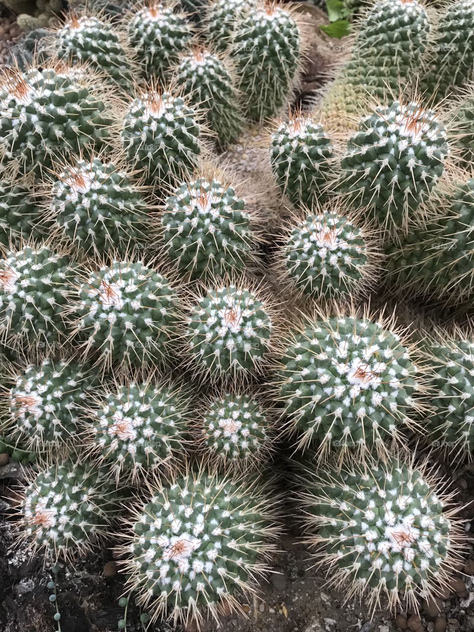 Nature Cactus