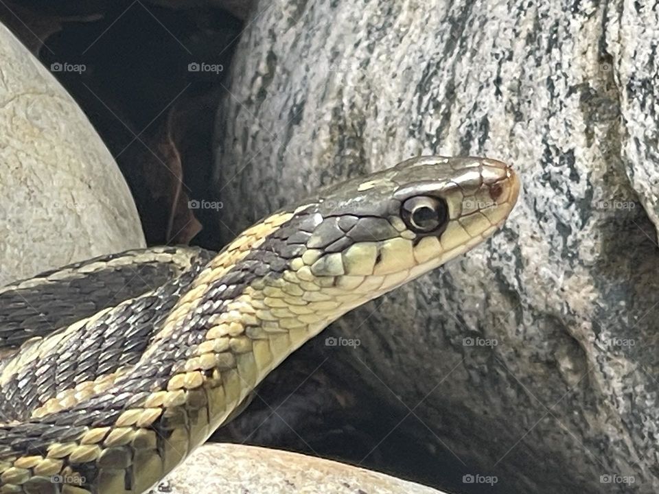 Garter snake 🐍