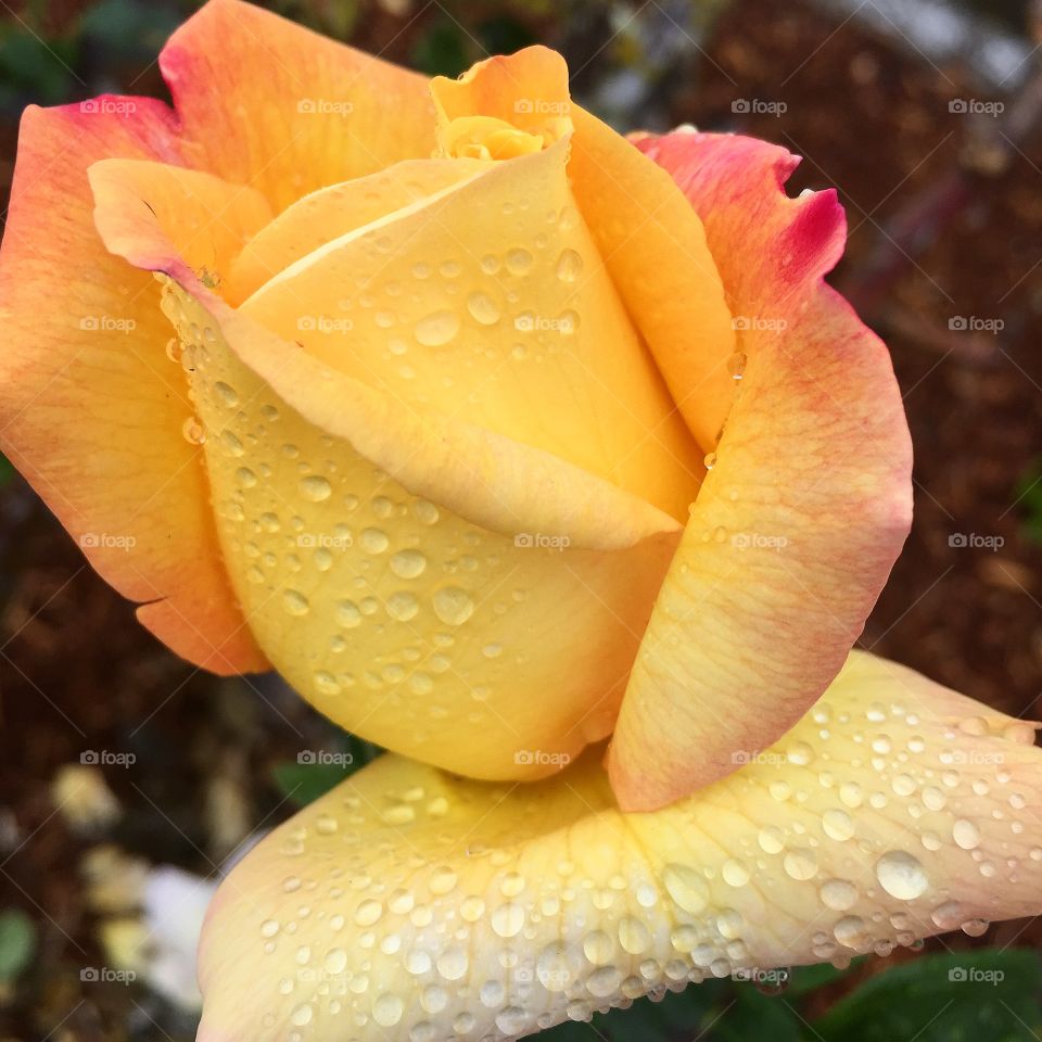 Rose Droplets. Beautiful rose covered in rain droplets