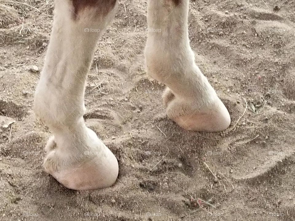 Newly trimmed horse hooves.