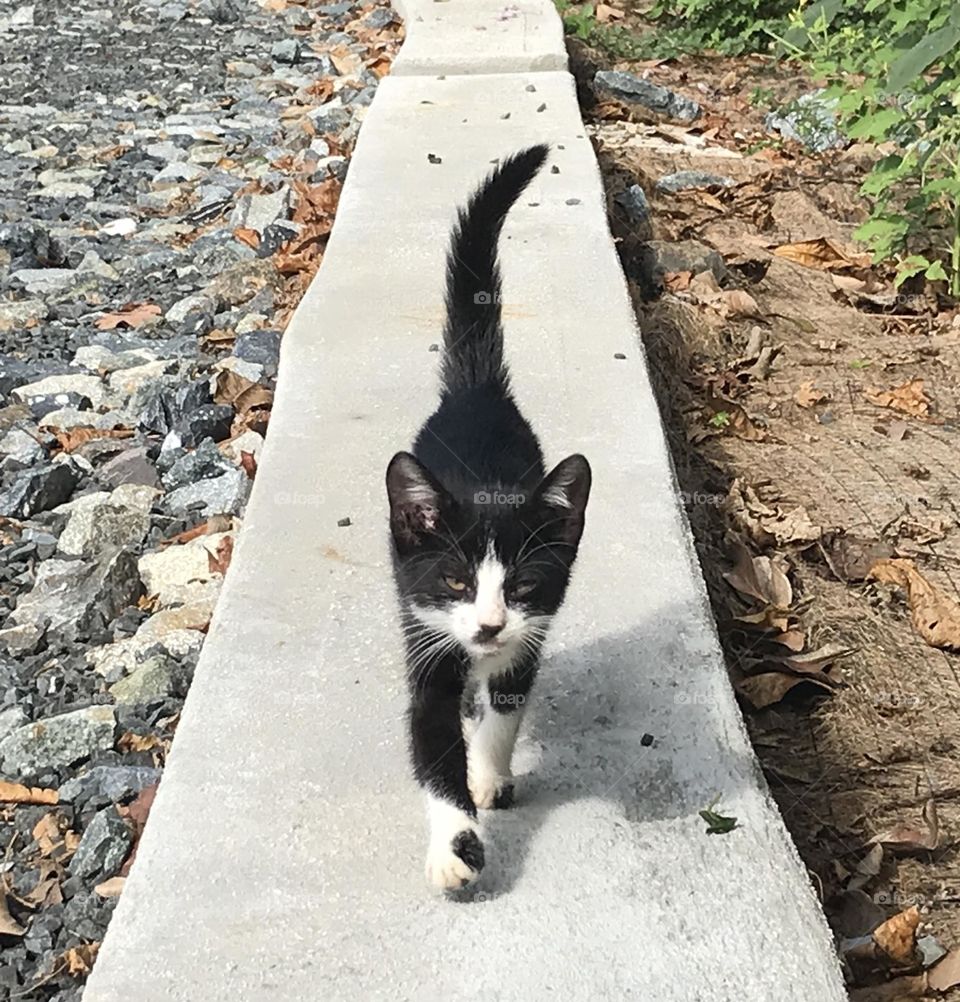 Adorable black and white kitten walking