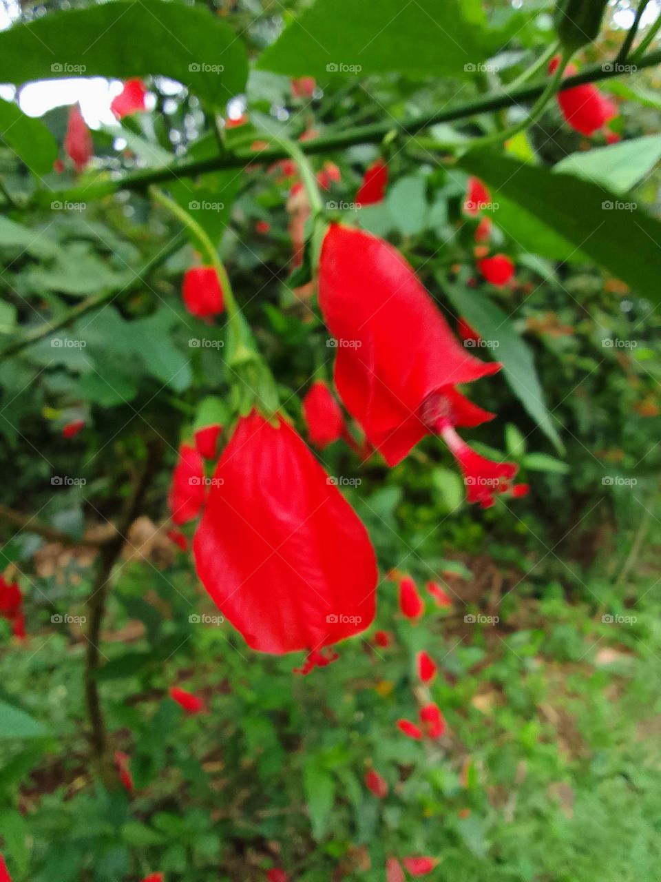 Wild hibiscus flowers blurred vision. The best photo for wallpaper!