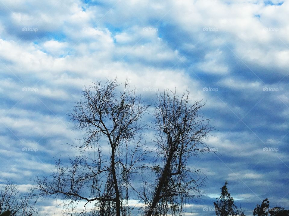 Leafless tree and blue sky