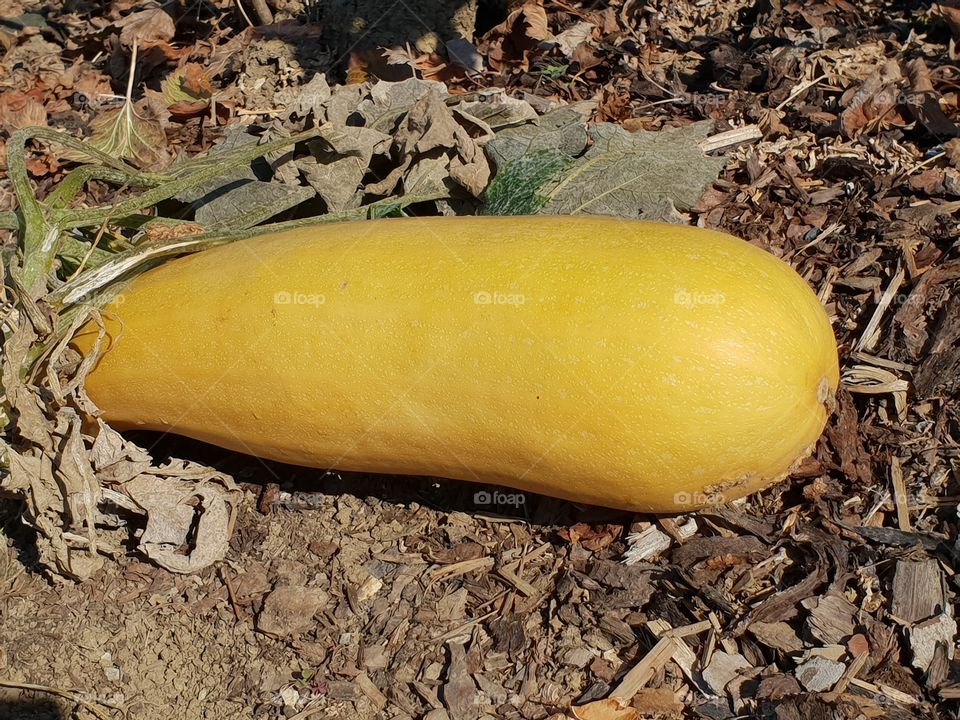 Zucchini,  leckeres Gemüse,  gekocht oder in der Pfanne