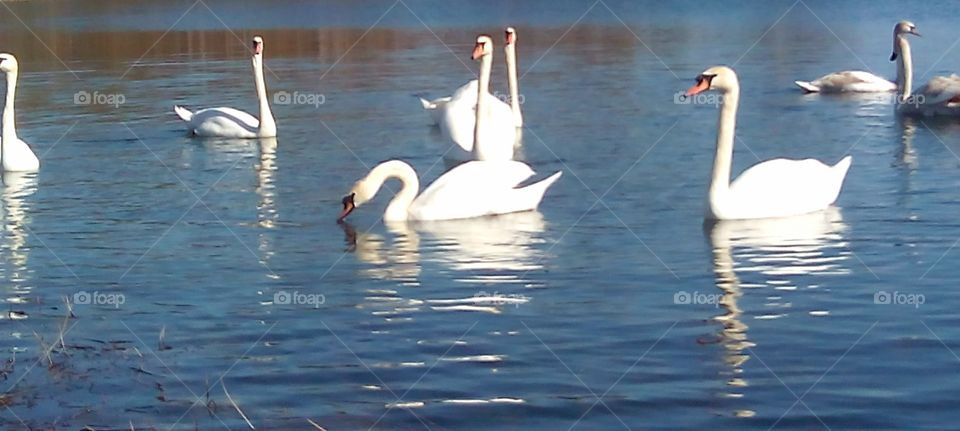 Swan, Bird, Waterfowl, Lake, Water