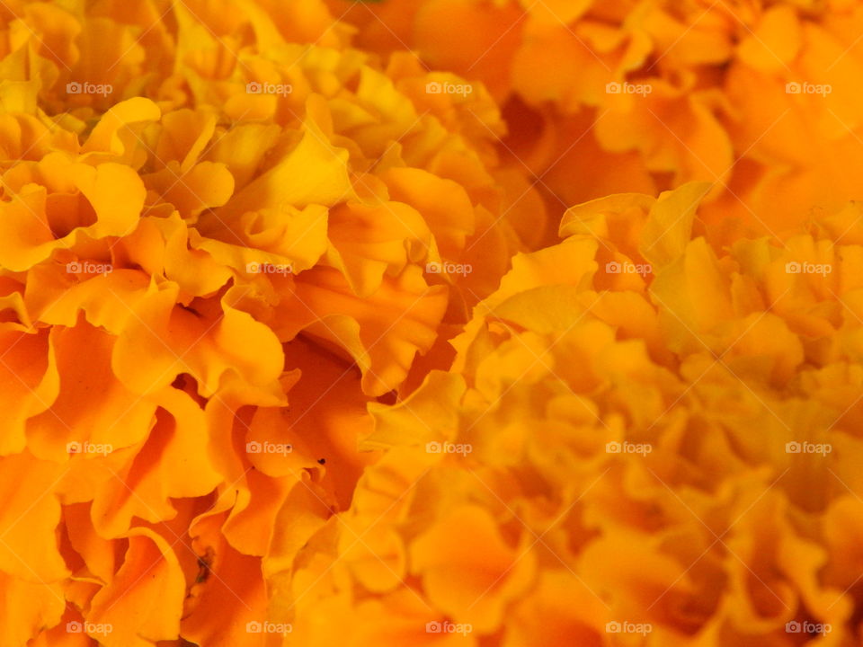 Orange - flower