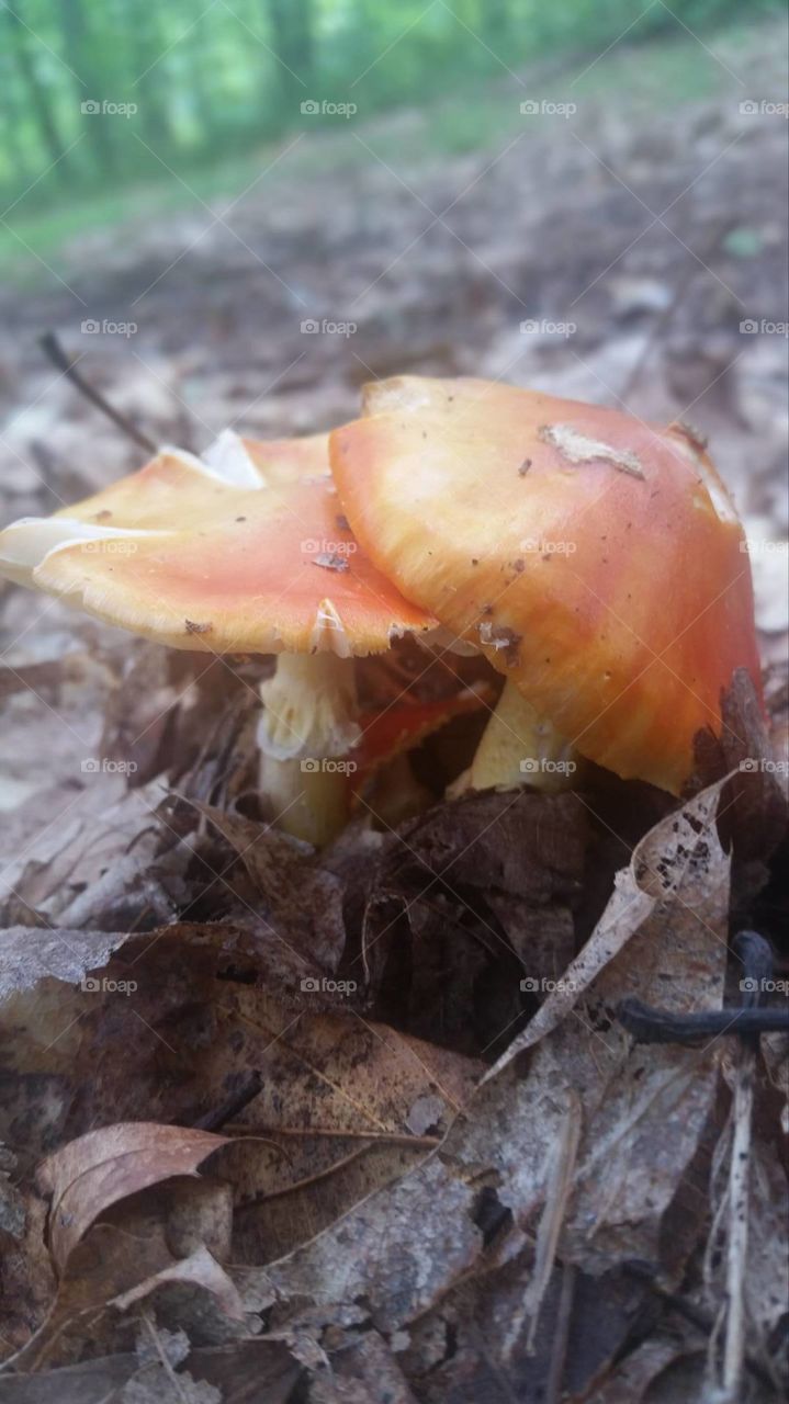 Mushrooms in Fall leaves on ground surrounding