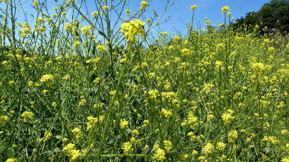 Wild field flowers