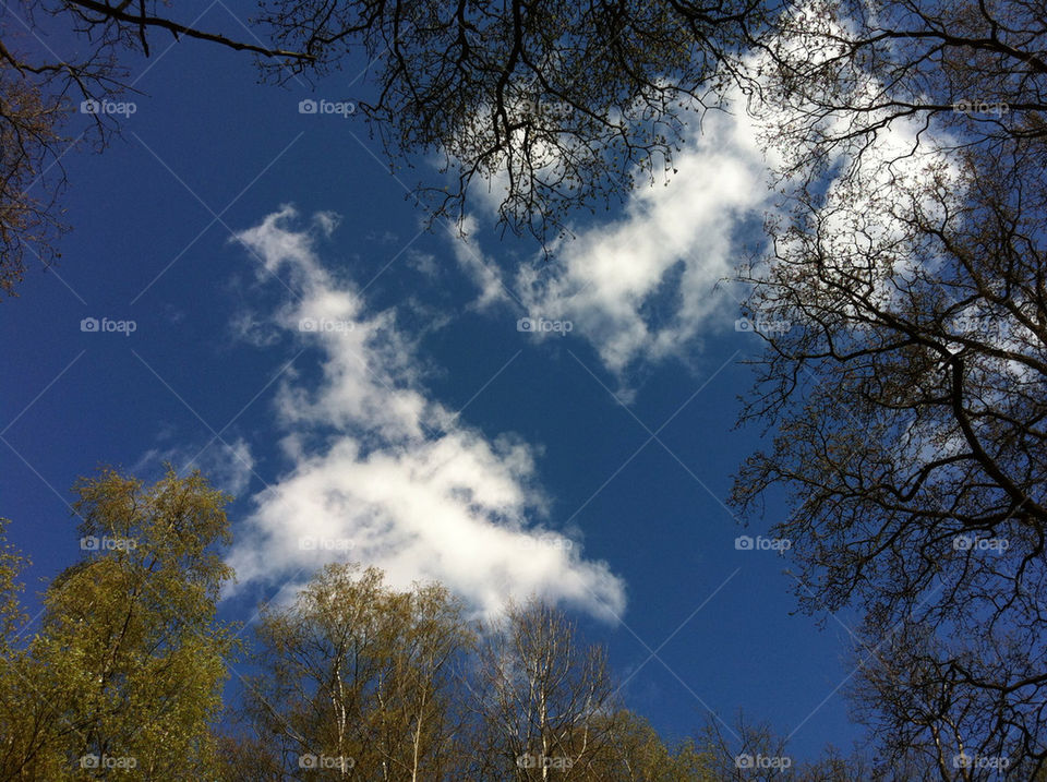 forest and sky