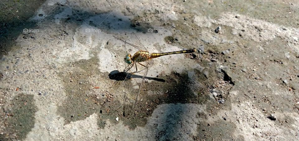 Dragonfly landed on the ground